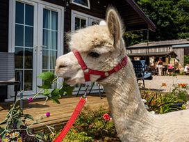 An alpaca eating a plant at Alpaca Farm Valley Views Sleeps 4 Parking Pets in Husthwaite