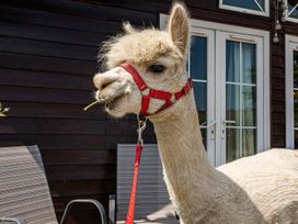 An alpaca with a harness chewing grass at Alpaca Farm Valley Views Sleeps 4 Parking Pets Husthwaite