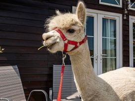 An alpaca with a harness outside at Alpaca Farm Valley Views Sleeps 4 Parking Pets in Husthwaite