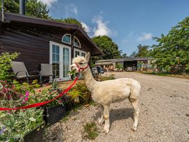 An alpaca on a leash near a deck and flowers at Alpaca Farm Valley Views Sleeps 4 Parking Pets Husthwaite