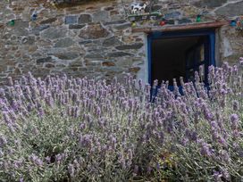 Lavender plants in front of a stone wall and a window at The Jingle House in Tregony