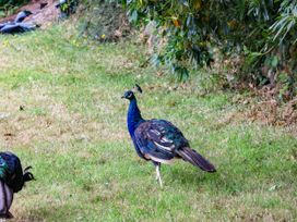A peacock standing on grass