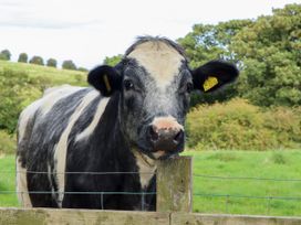 A cow standing near a fence in a grassy area
