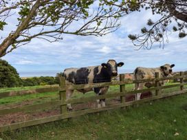 Cows near a fence with trees and a view in Whitby