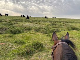A view of cows grazing in a field from the perspective of a horse's back near Widecombe-In-The-Moor