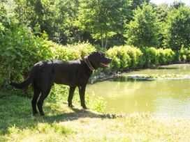 A dog standing near water at Lakewood Plot 4 St. Osyth