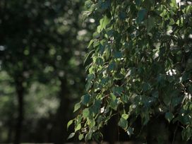 A close-up of green leaves in a natural setting at Lakewood Plot 4 St. Osyth