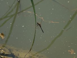 A dragonfly resting on a blade of grass above water at Lakewood Plot 4 St. Osyth