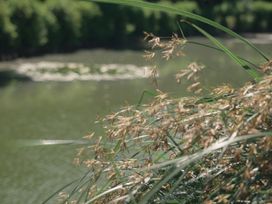 Vegetation near a body of water at Lakewood Plot 5 St. Osyth