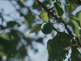A close-up of a green fruit on a tree branch outdoors at Lakewood Plot 5 St. Osyth