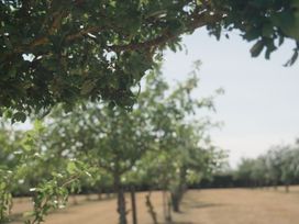 Trees in a field at Lakewood Plot 6 St. Osyth