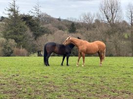 Two horses interacting in a grassy field at Dashel Cottage at Dockwell Farm Widecombe-In-The-Moor