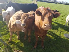 A group of cows and calves in a field with a dirt path at a farm