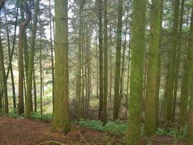 A dense forest with tall trees and undergrowth