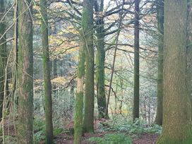A view of trees and foliage in a forest at 3 Bedroom Cottage Hot Tub Garden Parking Dunkeswell