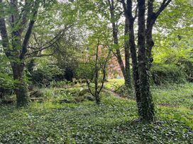 A wooded area with trees, ivy, and a pathway