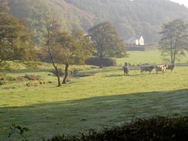 A field with cows and trees at Llys Gwaun Fishguard