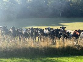 A group of cows behind a fence in a field at Little Red Barn in Wallop near Westbury