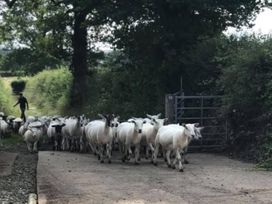 A herd of sheep on a path with a person at a gate