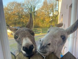 Two donkeys looking through a fence at Yr Hen Beudy Barn Conversion Sleeps 4 Dogs Ok Broadle Farm near Llansteffan