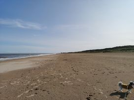 A beach with sand and a dog near the ocean