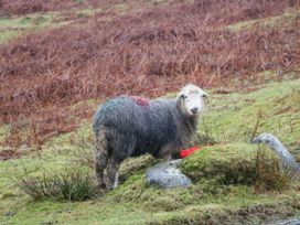 A sheep standing on grass near a stone in a field at White Gables Grasmere