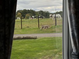 A view of cows and horses in a field from inside a property at West Lawn 47 Haggerston Castle Paddock Views Haggerston