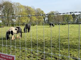 Horses grazing in a field with a fence at West Lawn 47 Haggerston Castle Paddock Views Haggerston