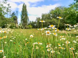 A field of daisies in a garden at Barn Conversion Sleeps 2 with Parking, Diss