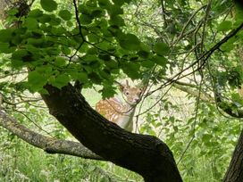 A deer partially visible among trees and leaves at Barn Conversion Sleeps 2 with Parking Diss