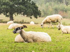 A field with several sheep grazing at The Shippon, Breathtaking Views, Private Hot Tub in Winkleigh
