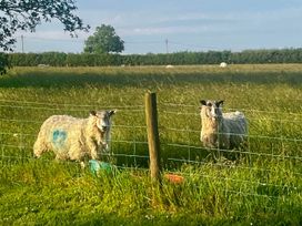 Sheep in a pasture near a fence at Peaceful Shepherd Hut near Clovelly Buckland Brewer near Great Torrington