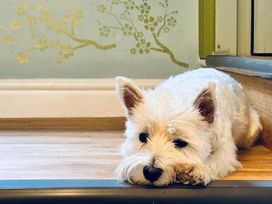 A dog lying on the floor near a wall with decorative pattern at Muddy Boots – Arcade Royale in Kirby Stephen