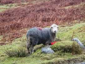 A sheep standing on grassy terrain with a rock and a red object at 2 High Moss House in Broughton-in-Furness
