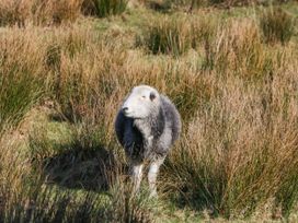 A sheep in a field in nature