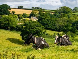 Cows resting on grass with trees and a house in the background