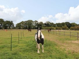 A horse standing in a field at Cooper Cottage Potto near Stokesley