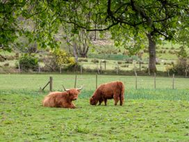 Two highland cattle on grass in a fenced field with trees in the background at The Four Oaks Chalet Blaich near Fort William