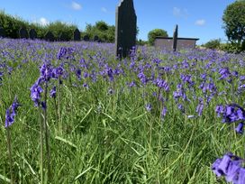 A field of bluebells with tombstones in a graveyard