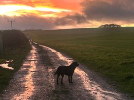 A dog standing on a dirt road during sunset at The Old Stables in Winterborne Stickland