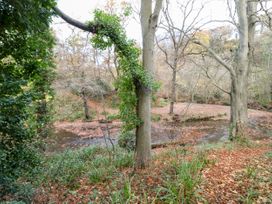 A wooded area with a small stream running through and trees with some ivy and fallen leaves at Violet Lodge in Saltburn-by-the-Sea