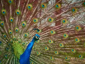 A peacock displaying its feathers at Violet Lodge in Saltburn-by-the-Sea