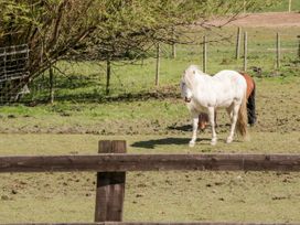 Oakwood Stables - North Wales - 25107 - thumbnail photo 22