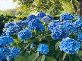 A garden with blue hydrangea flowers at Tafarn Trip in Tan Y Bwlch, Maentwrog