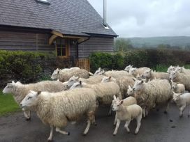 A flock of sheep and lambs in front of a house at Bicton Lodge in Clun