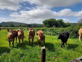 A group of cows in a field at Bicton Lodge Clun