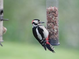 Orion Lodge - Scottish Highlands - 29981 - thumbnail photo 33