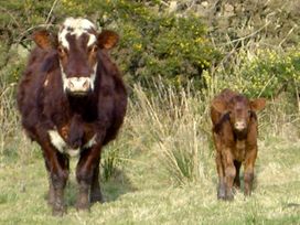 Homestone Farm - Scottish Highlands - 3729 - thumbnail photo 13
