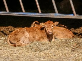 Two brown calves lying on hay under a metal structure