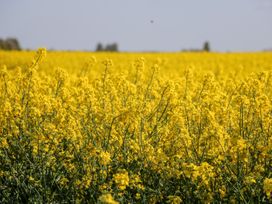 A field of yellow flowering plants under a clear sky at 2 Pines Farm Cottages Ulleskelf